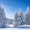 Forêt sous la neige
